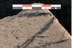 Foto (Detailansicht) von Araucaria sternbergii Goeppert (NHMW-GEO-2024-0188-8296)